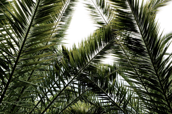 2016-08-life-of-pix-free-stock-palms-leaves-light-leeroy