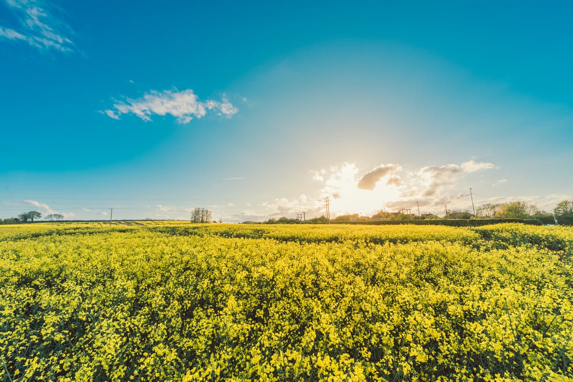 field-flowers-yellow-agriculture-katie-orr