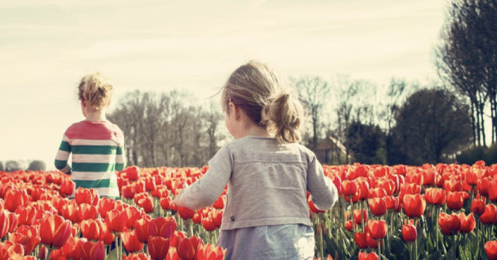 tulips